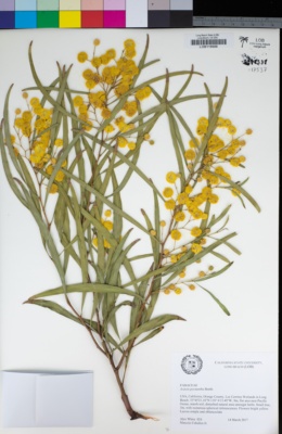 Acacia pycnantha image