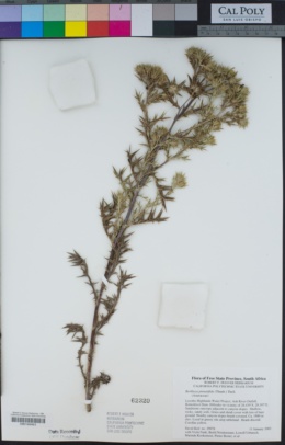 Image of Berkheya pinnatifida
