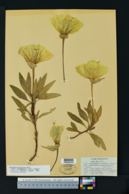 Oenothera macrocarpa var. oklahomensis image