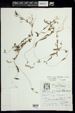 Oplismenus burmannii var. burmannii image
