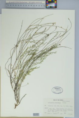 Astragalus brandegei image