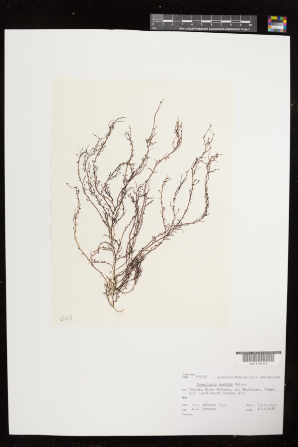 Gracilaria chilensis image