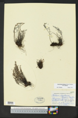 Argyrochosma limitanea subsp. limitanea image