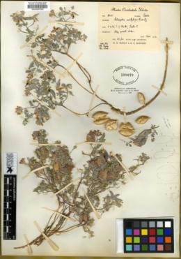 Astragalus amblytropis image