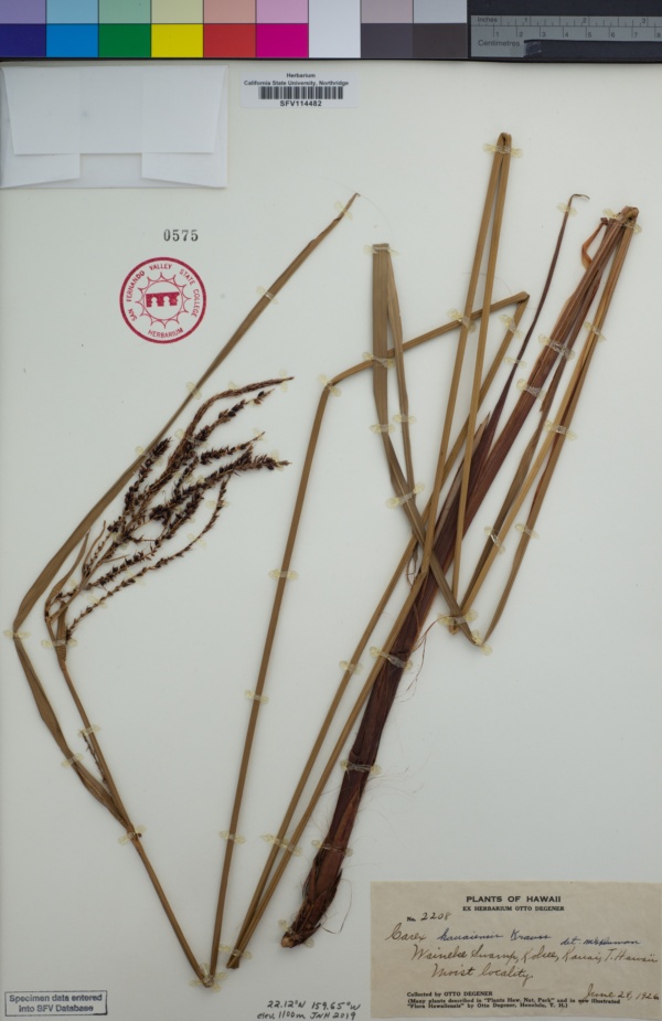 Carex kauaiensis image