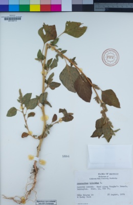 Image of Amaranthus hybridus