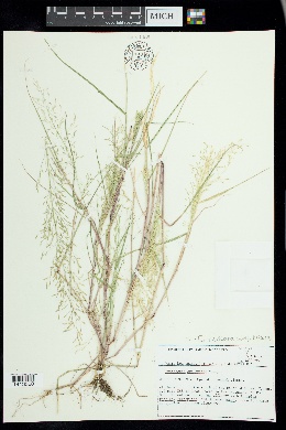 Eragrostis mexicana subsp. virescens image