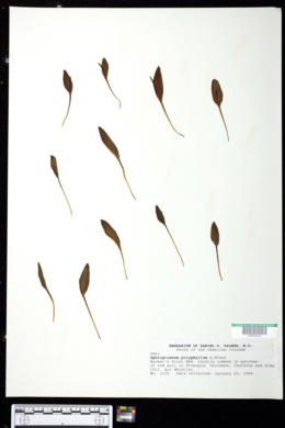 Ophioglossum polyphyllum image