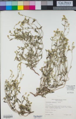 Image of Cryptantha echinella