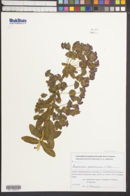 Euphorbia glaberrima image
