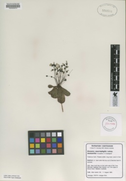 Image of Drosera macrophylla