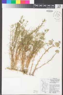 Eriastrum densifolium subsp. densifolium image