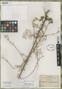 Hymenothrix glandulosa image