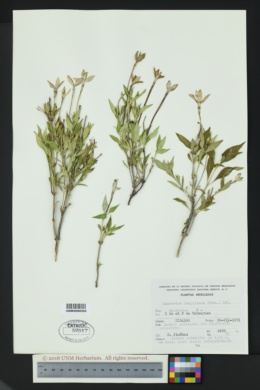 Image of Bouvardia longiflora
