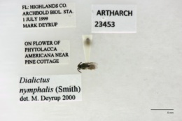 Image of Lasioglossum nymphalis