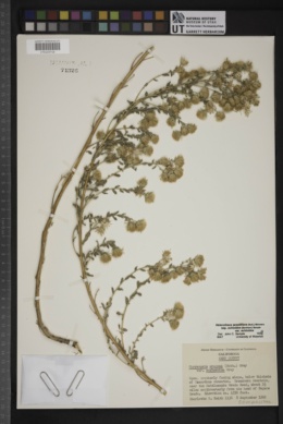 Heterotheca sessiliflora subsp. echioides image