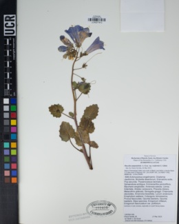 Phacelia campanularia subsp. vasiformis image