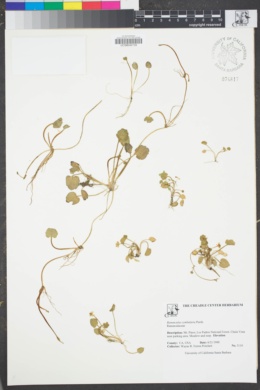 Image of Ranunculus cymbalaria