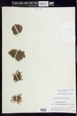 Arenaria pseudofrigida image