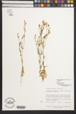 Image of Zeltnera breviflora