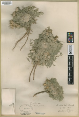 Astragalus purshii var. purshii image