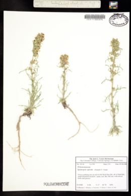 Image of Ipomopsis spicata