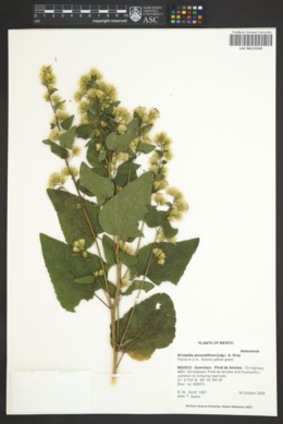 Image of Brickellia secundiflora
