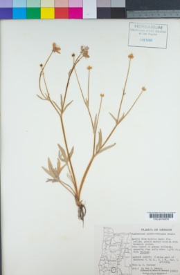 Ranunculus austro-oreganus image