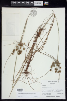 Cyperus nashii image