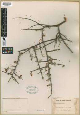 Krameria canescens image