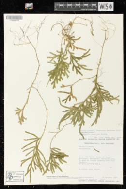 Image of Selaginella asperula