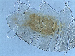 Novechiniscus armadilloides image