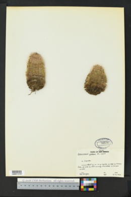 Echinocereus reichenbachii var. fitchii image