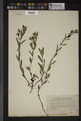 Scutellaria austinae image