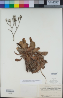 Limonium californicum image