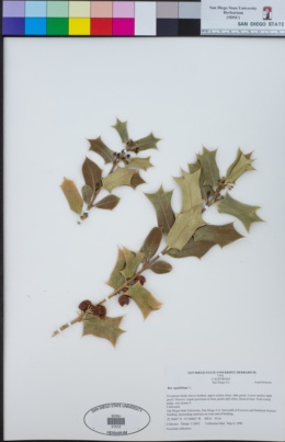 Ilex aquifolium image
