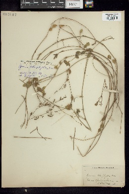 Zornia tetraphylla image