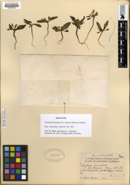 Claytonia lanceolata var. peirsonii image