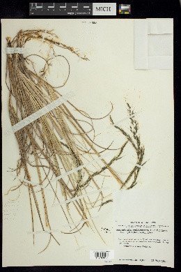 Muhlenbergia quadridentata image