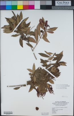 Syzygium australe image
