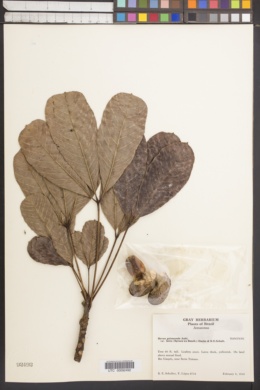 Hevea guianensis var. lutea image