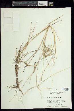 Dichanthium annulatum var. annulatum image