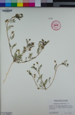 Image of Astragalus didymocarpus