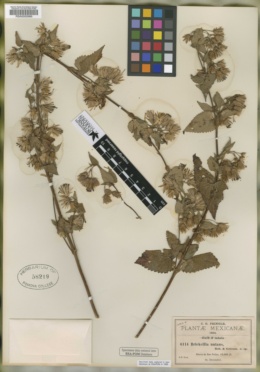 Image of Brickellia nutans
