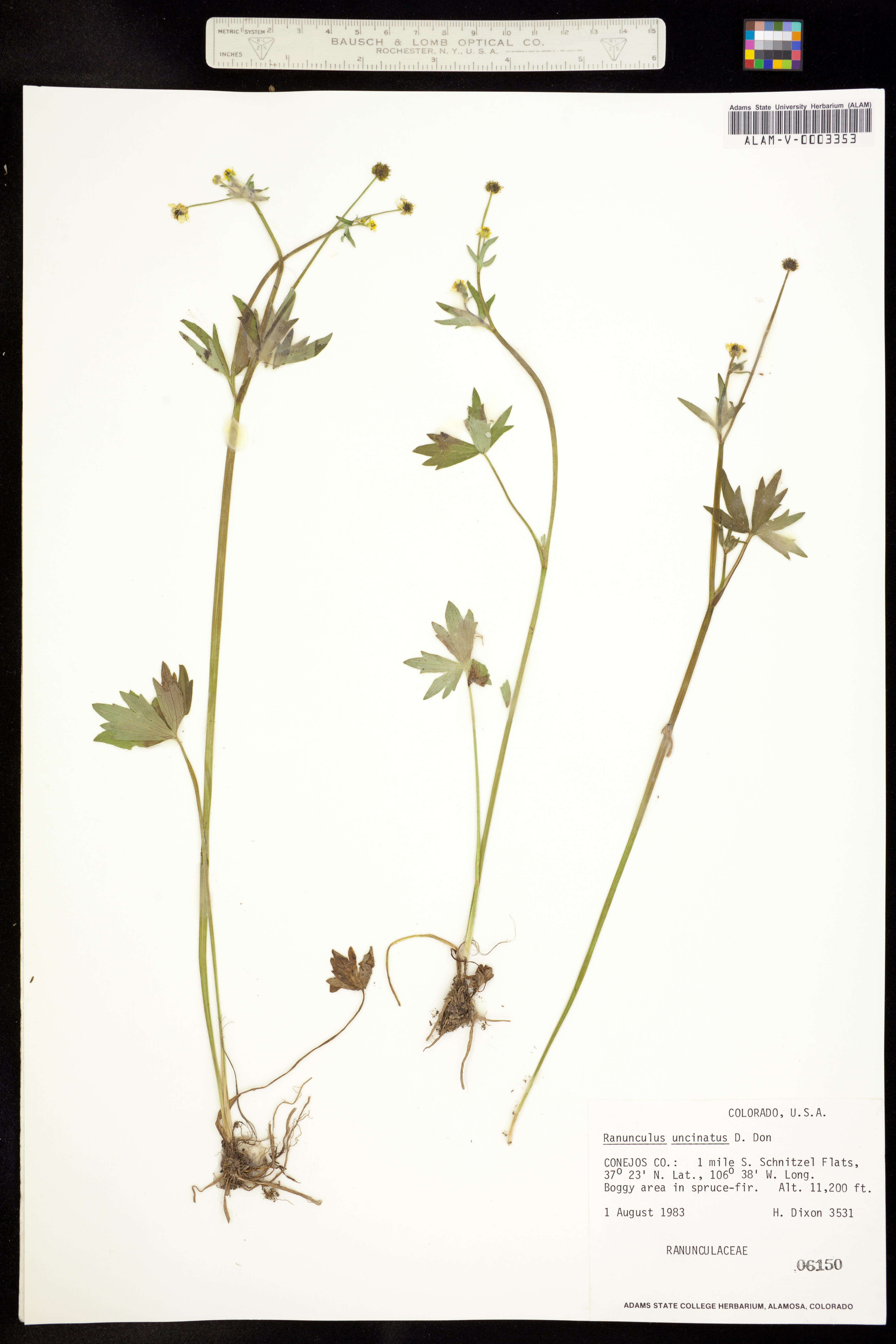 Image of Ranunculus uncinatus