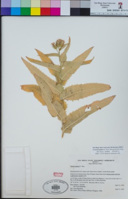 Acourtia palmeri image
