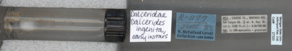 Dalceridae image