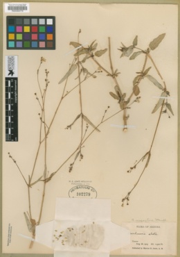 Boerhavia megaptera image
