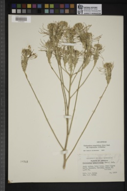 Thelypodium integrifolium subsp. longicarpum image