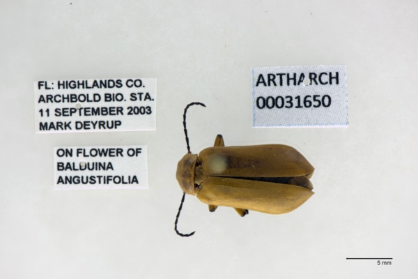 Nemognatha punctulata image